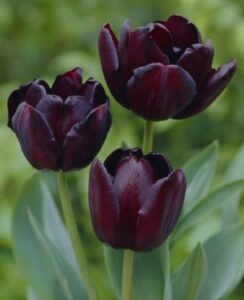 Tulip Queen Of The Night