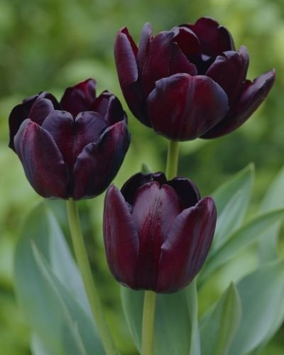 Tulip Queen Of The Night Tulip Queen Of The Night