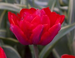 Tulip Red Princess
