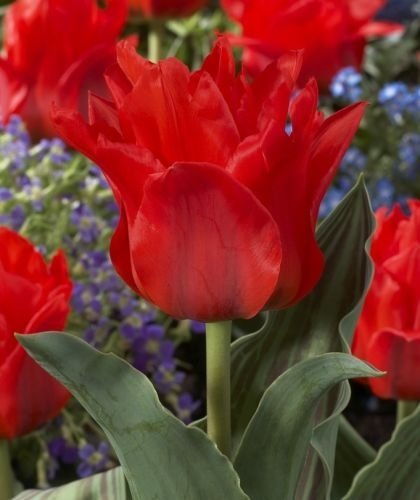 Tulip Red Riding Hood