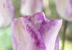 Tulip Shirley