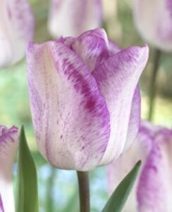 Tulip Shirley