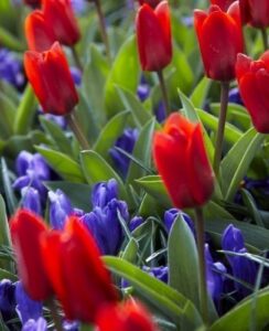 Tulip Showwinner