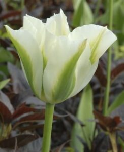 Tulip Spring Green