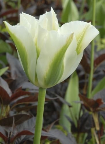 Tulip Spring Green