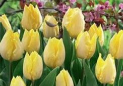 Tulip Sunny Prince