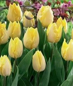 Tulip Sunny Prince