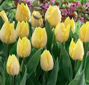 Tulip Sunny Prince