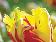 Tulip Texas Flame