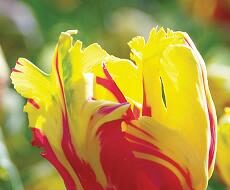 Tulip Texas Flame