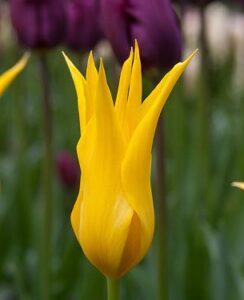 Tulip West Point