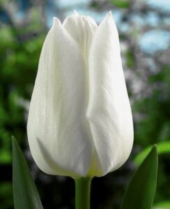 Tulip White Dream