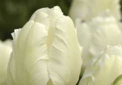 Tulip White Parrot