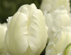 Tulip White Parrot