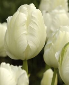 Tulip White Parrot