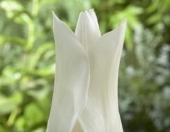 Tulip White Triumphator
