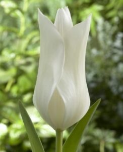 Tulip White Triumphator