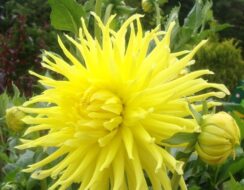 Dahlia Yellow Star