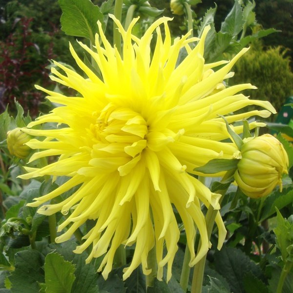Dahlia Yellow Star
