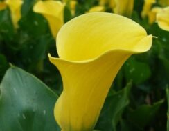 Zantedeschia Black Magic