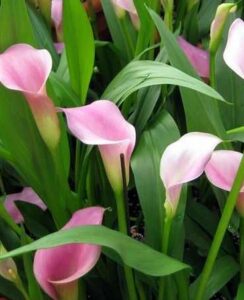 Zantedeschia Rehmannii