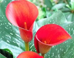 Zantedeschia Red Alert