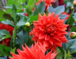 Dahlia Zorro