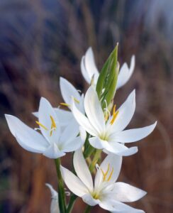 Schizostylis (Hesperantha) Alba