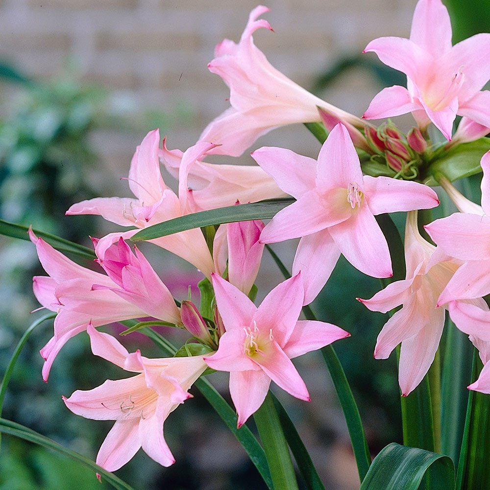 amarcrinum howardii