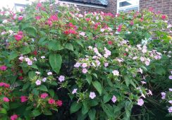 2 Free Mirabilis