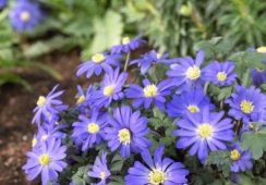 Anemone Blanda Blue Shades
