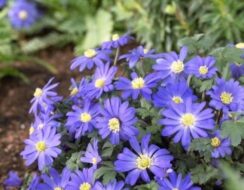 Anemone Blanda Blue Shades