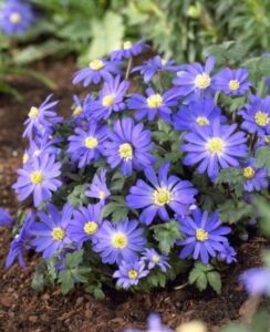 Anemone Blanda Blue Shades