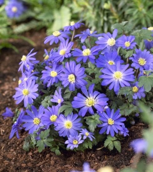 Anemone Blanda