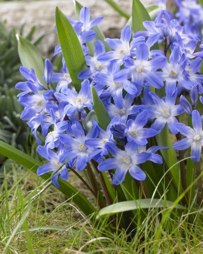 Chionodoxa Forbesii