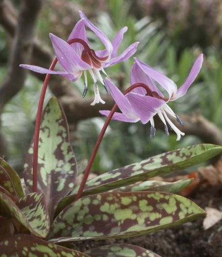 Erythronium