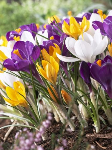 Large flowering crocus