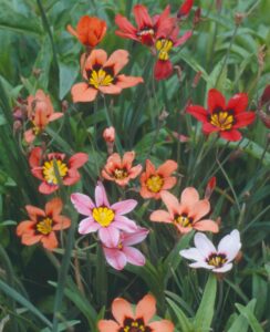10 Free Sparaxis Tricolor