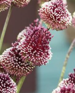 Allium Red Mohican