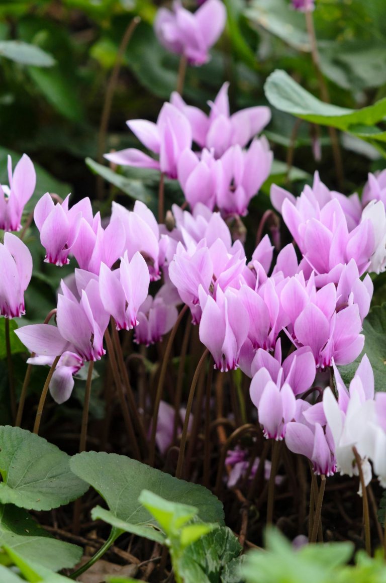 Cyclamen Anglia Bulb Company