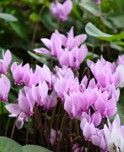 Cyclamen Hederifolium