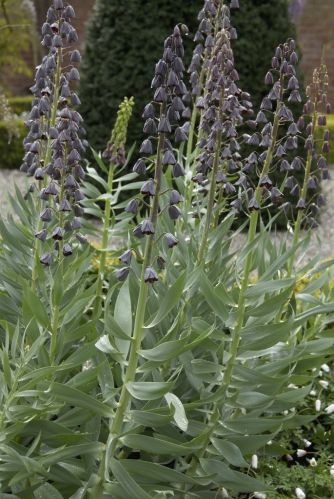 fritillaria persica