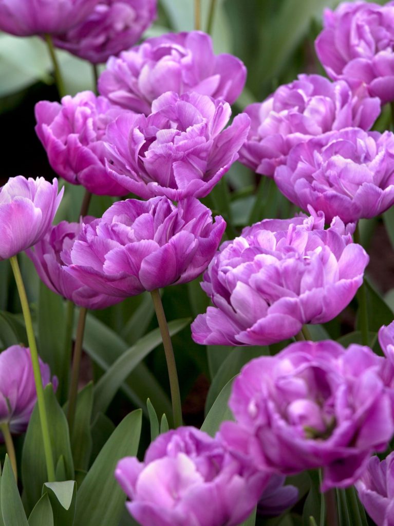 Tulips Double Early Flowering Anglia Bulb Company