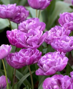 Tulip Blue Diamond