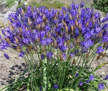 triteleia corrina