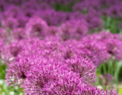 Allium Purple Rain