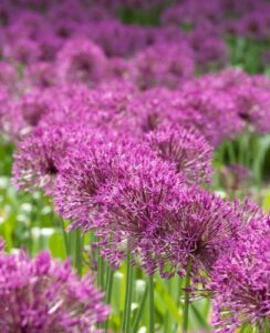 Allium Purple Rain