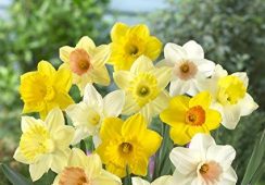Narcissus Large Cup Mix