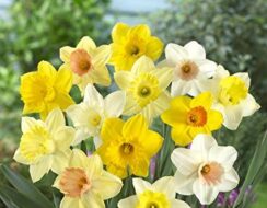 Narcissus Large Cup Mix