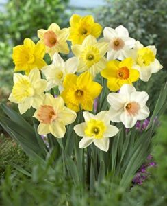 Narcissus Large Cup Mix
